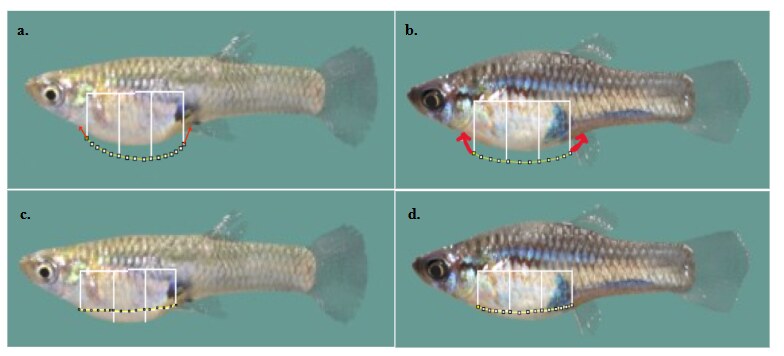Illustration of variation in female body condition in livebearing fishes