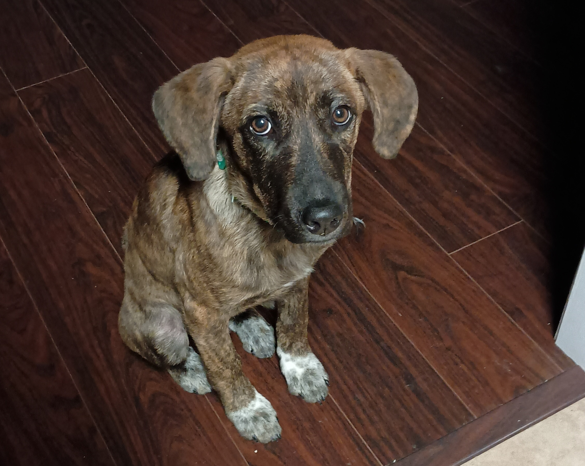 Delilah Culumber, honorary Culumber Lab member